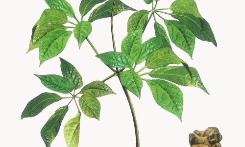 两个月大的哈士奇吃三顿饭可以么-两个月大的哈士奇吃三顿饭可以么专区_两个月的二哈有多大专区_两个月大的哈士奇吃三顿饭可以么网